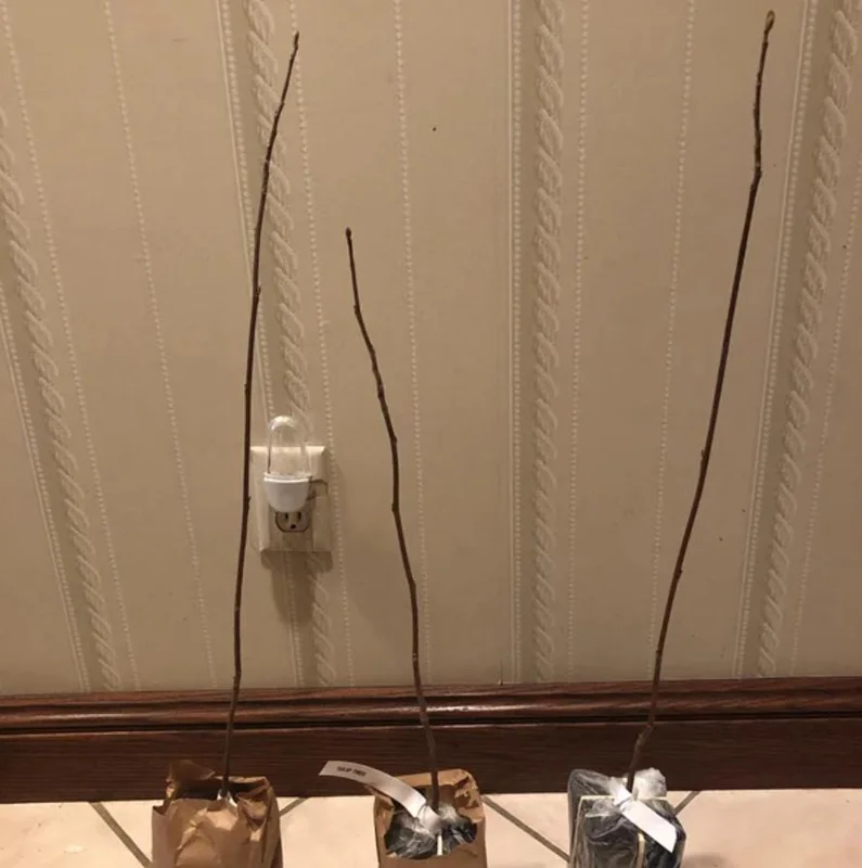 Tulip Tree Live Plant – Liriodendron tulipifera – 6-12" Tall Quart Pot – Outdoor - Image 8