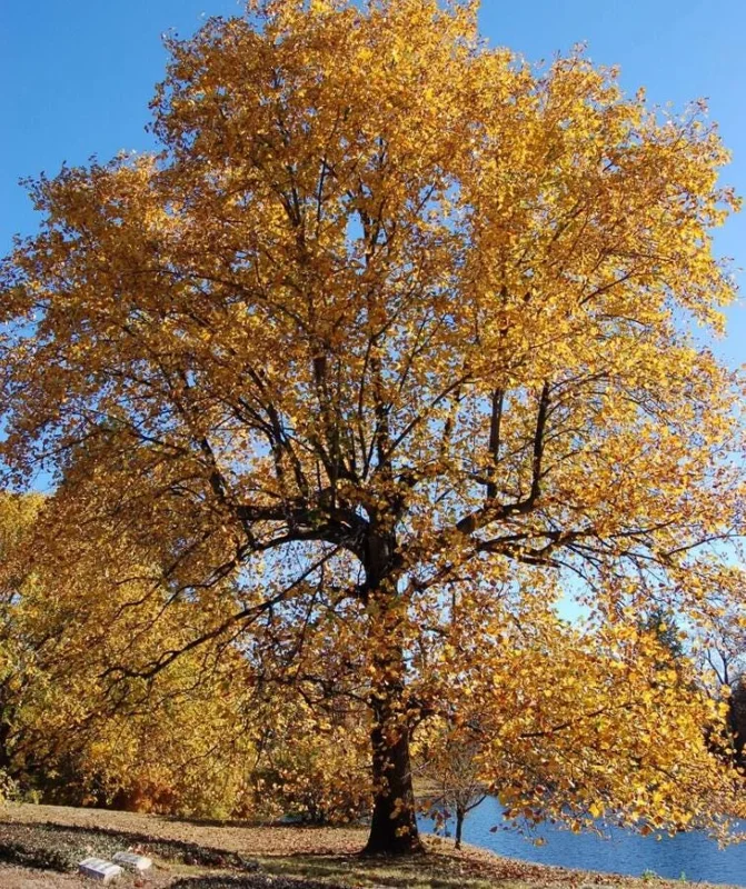 Tulip Tree Live Plant – Liriodendron tulipifera – 6-12" Tall Quart Pot – Outdoor - Image 9