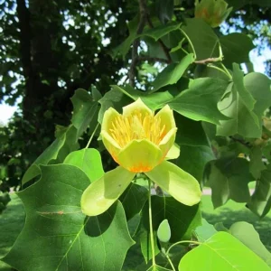 Tulip Tree Live Plant – Liriodendron tulipifera – 6-12" Tall Quart Pot – Outdoor - Image 1