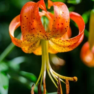 Turk's Cap Lily Bulbs - Lilium Superbum - Vibrant Orange Flowers - USDA Zones 5-8 - Image 2