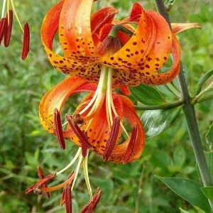 Turk's Cap Lily Bulbs - Lilium Superbum - Vibrant Orange Flowers - USDA Zones 5-8 - Image 3