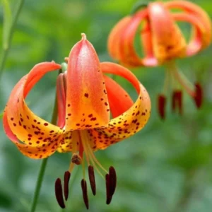 Turks Cap Lily Bulbs – Set of 10 Lilium superbum – Hardy Perennial Orange - Image 3