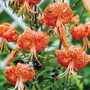 Turks Cap Lily Bulbs – Set of 10 Lilium superbum – Hardy Perennial Orange - Image 1