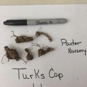 Turks Cap Lily Bulbs – Set of 10 Lilium superbum – Hardy Perennial Orange - Image 5