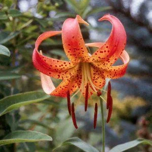 Turk's Cap Lily (Lilium superbum) Bare Root Plant – Large #1 Size – Outdoor Perennial - Image 3