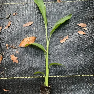 Turmeric Plant Live - 2 inch Plugs - Curcuma longa - Culinary Herb - Image 2