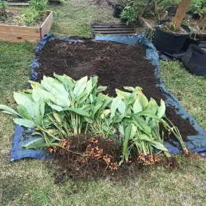 Turmeric Plant Live - 2 inch Plugs - Curcuma longa - Culinary Herb - Image 7