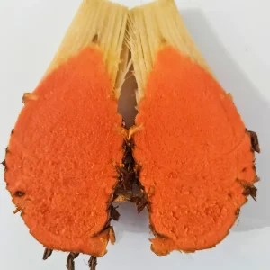 Turmeric Variety Pack - 1 Red, 1 Orange, 1 White Mother Rhizome - 3 Live Rhizomes - Image 2