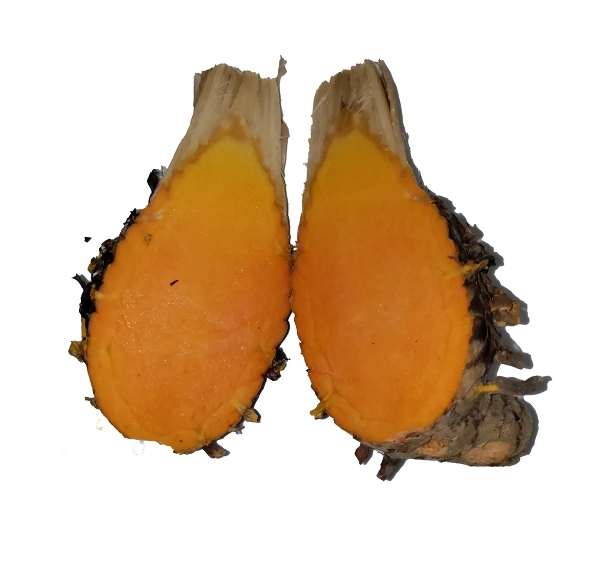 Turmeric Variety Pack - 1 Red, 1 Orange, 1 White Mother Rhizome - 3 Live Rhizomes - Image 3