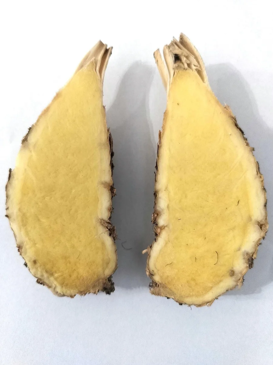 Turmeric Variety Pack - 1 Red, 1 Orange, 1 White Mother Rhizome - 3 Live Rhizomes - Image 4