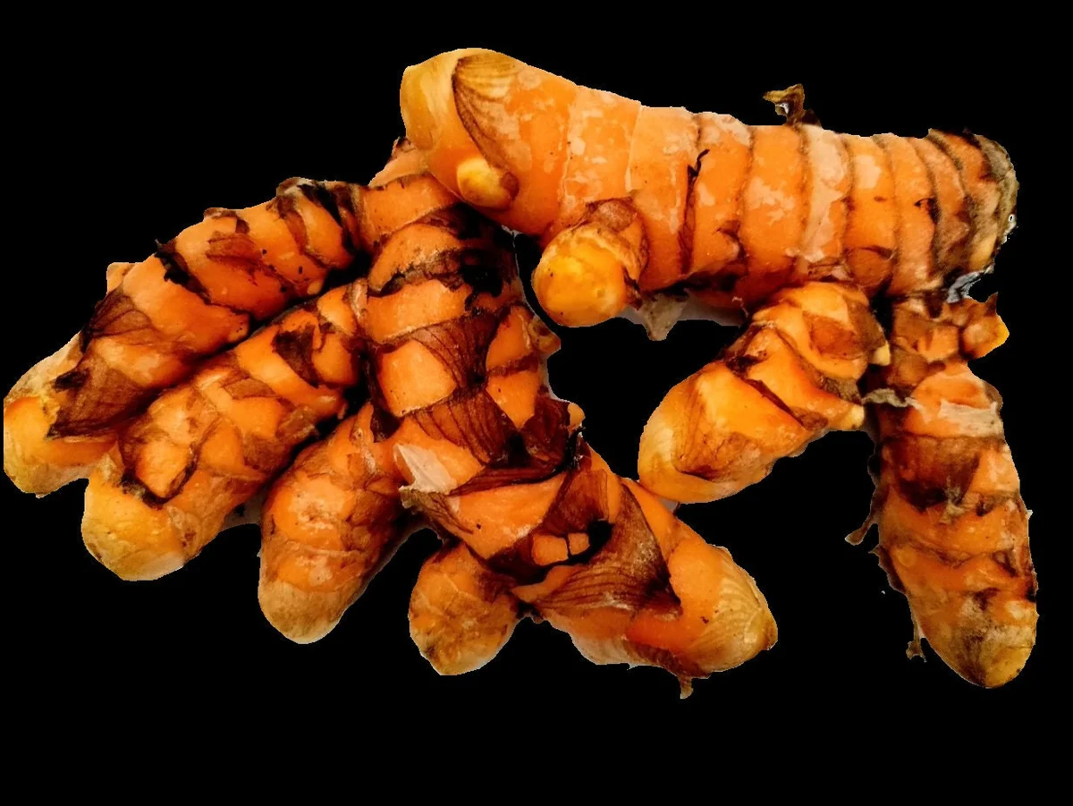 Turmeric Variety Pack - 1 Red, 1 Orange, 1 White Mother Rhizome - 3 Live Rhizomes - Image 6