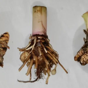 Turmeric Variety Pack - 3 Mother Rhizomes (Black, Orange, White) - Home Gardener Special - Image 1