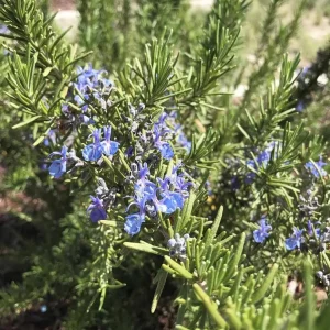 Tuscan Blue Rosemary Live Plant Set – 3 Plants, 4-6