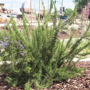 Tuscan Blue Rosemary Live Plant Set – 3 Plants, 4-6