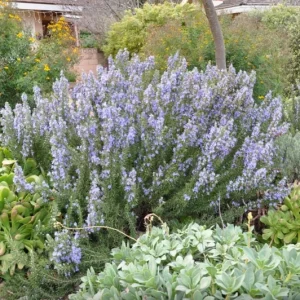 Tuscan Blue Rosemary Live Plant Set – 3 Plants, 4-6