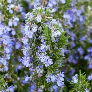 Tuscan Blue Rosemary Live Plants - 6 Starter Plants, 5-8" Tall - Culinary & Ornamental Herb - Image 2