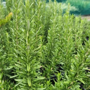 Tuscan Blue Rosemary Live Plants - 6 Starter Plants, 5-8