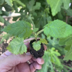 Twilight Blackberry Live Plant - 5 Thornless Rubus Starter Plug for Zones 4-9 - Image 4