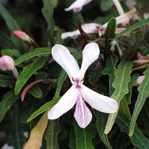 Twilight Orchid Live Plant – Pseuderanthemum Sinuatum – 2.5 inch Pot – Easy Houseplant - Image 2