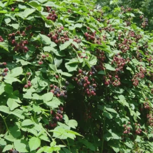 Twilight Thornless Blackberry Plant – 10 Starter Plugs – Live Rubus Fruit Bush - Image 2
