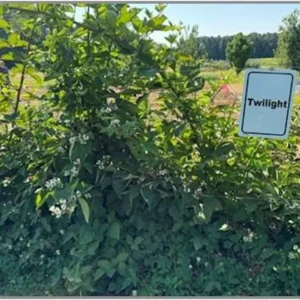 Twilight Thornless Blackberry Plant – 10 Starter Plugs – Live Rubus Fruit Bush - Image 7