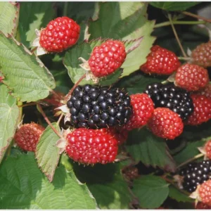Twilight Thornless Blackberry Plant - Live Starter Plug - Rubus - Image 5