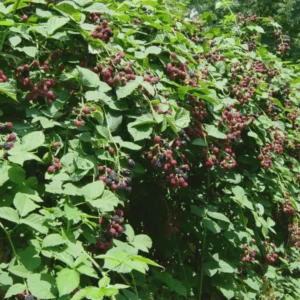 Twilight Thornless Blackberry Plant - Live Starter Plug - Rubus - Image 6