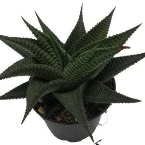 Twister Haworthia Limifolia Succulent Live Plant – 2.5" Pot – Unique Indoor Haworthia - Image 2