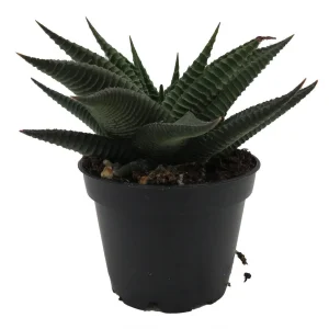 Twister Haworthia Limifolia Succulent Live Plant – 2.5" Pot – Unique Indoor Haworthia - Image 1