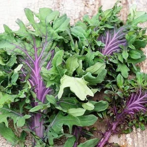 Ursa Kale Seeds - Nutrient-Packed Magenta Stem Kale for Growing Plants - 100+ Seeds - Image 1