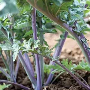 Ursa Kale Seeds - Nutrient-Packed Magenta Stem Kale for Growing Plants - 100+ Seeds - Image 6
