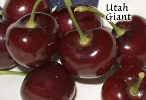 Utah Giant Cherry Tree - Live Plant 3-4 ft Tall - Grafted Sweet Cherry - Image 1