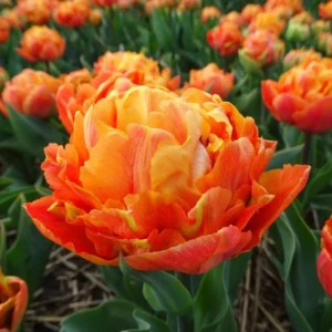 Valdivia Peony Tulip Bulbs - Double Early, Fragrant, Sunset Colors, 20-24in - Image 1