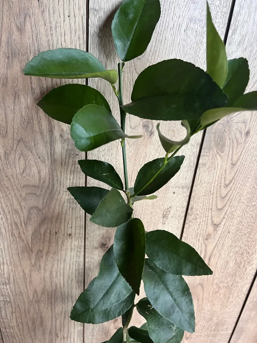 Valencia Orange Tree Live Plant, Grafted, 1/2 Gallon Pot, Sweet Citrus - Image 2