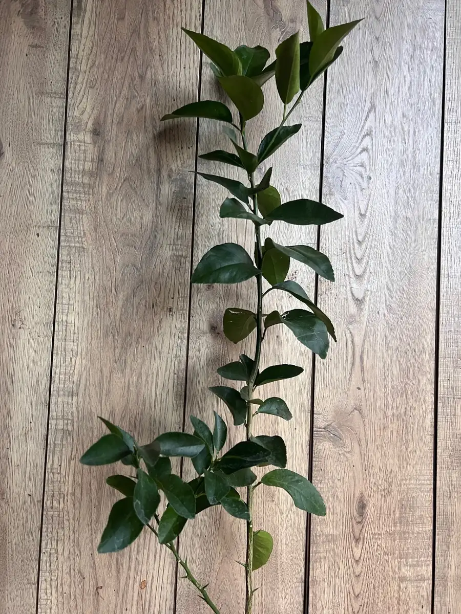 Valencia Orange Tree Live Plant, Grafted, 1/2 Gallon Pot, Sweet Citrus - Image 3