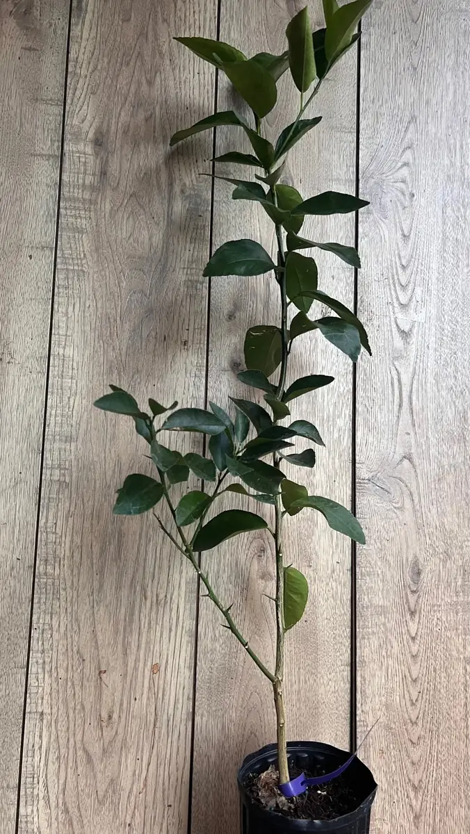 Valencia Orange Tree Live Plant, Grafted, 1/2 Gallon Pot, Sweet Citrus - Image 4