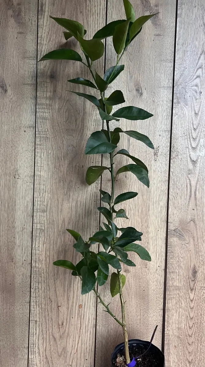 Valencia Orange Tree Live Plant, Grafted, 1/2 Gallon Pot, Sweet Citrus - Image 5