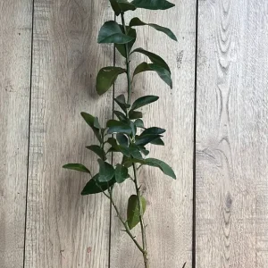 Valencia Orange Tree Live Plant, Grafted, 1/2 Gallon Pot, Sweet Citrus - Image 6