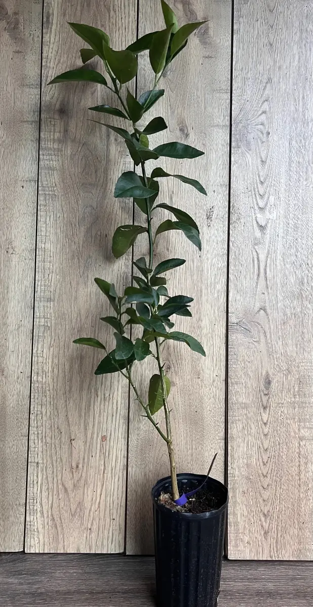 Valencia Orange Tree Live Plant, Grafted, 1/2 Gallon Pot, Sweet Citrus - Image 6