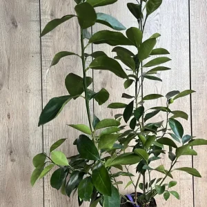 Valencia Orange Tree Live Plant, Grafted, 1/2 Gallon Pot, Sweet Citrus - Image 7