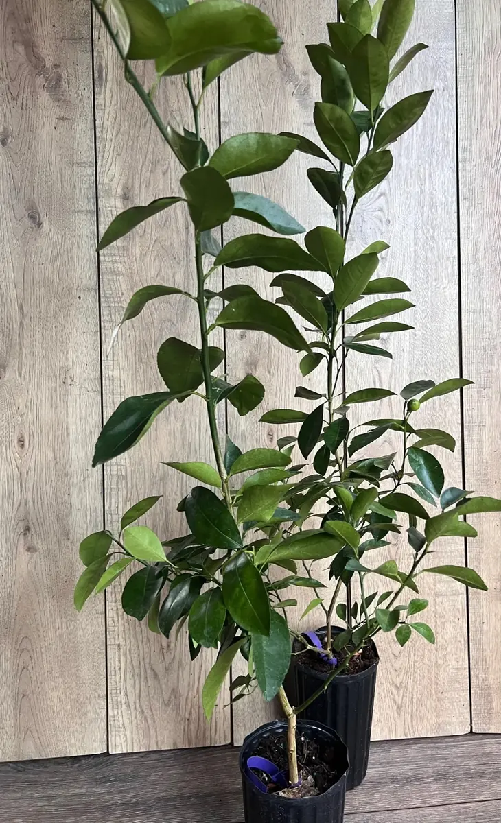 Valencia Orange Tree Live Plant, Grafted, 1/2 Gallon Pot, Sweet Citrus - Image 7