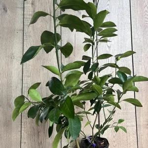 Valencia Orange Tree Live Plant, Grafted, 1/2 Gallon Pot, Sweet Citrus - Image 8