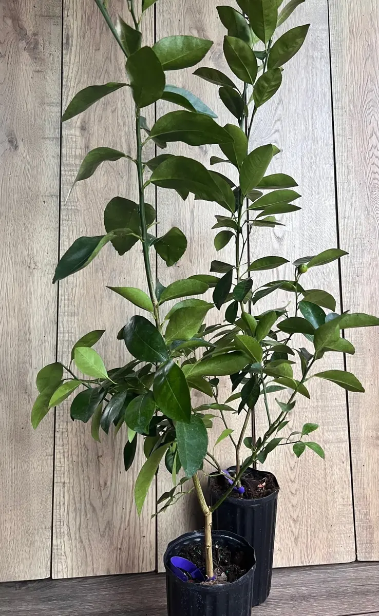 Valencia Orange Tree Live Plant, Grafted, 1/2 Gallon Pot, Sweet Citrus - Image 8