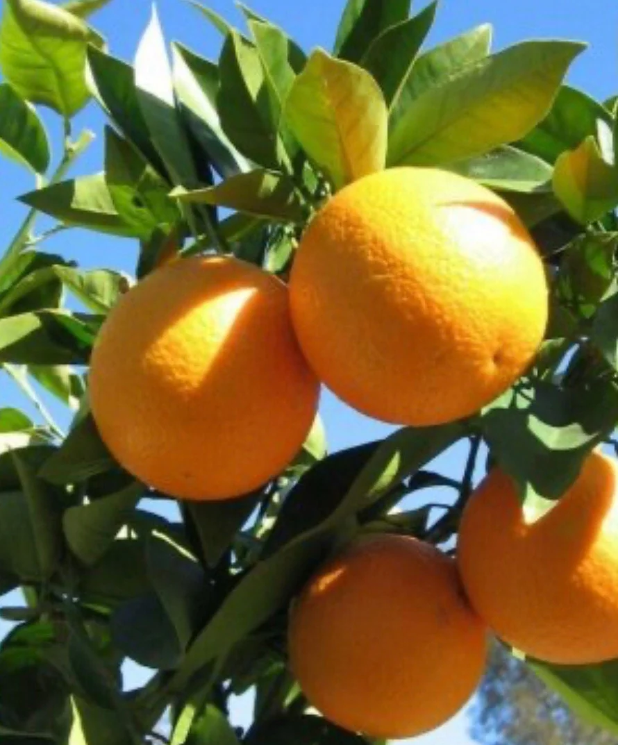 Valencia Orange Tree Live Plant, Grafted, 1/2 Gallon Pot, Sweet Citrus - Image 1