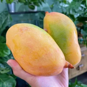 Valencia Pride Grafted Mango Live Tree - 12-18