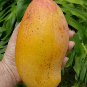 Valencia Pride Grafted Mango Live Tree - 12-18