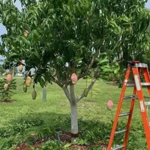 Valencia Pride Grafted Mango Live Tree - 12-18