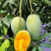 Valencia Pride Mango Live Tree Plant – Grafted – 1/2 Gallon Pot - Image 1
