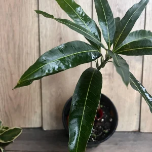 Valencia Pride Mango Live Tree Plant – Grafted – 1/2 Gallon Pot - Image 5