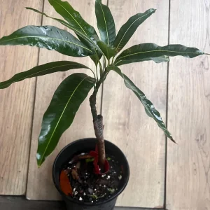 Valencia Pride Mango Live Tree Plant – Grafted – 1/2 Gallon Pot - Image 6
